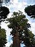 30shermantop.JPG